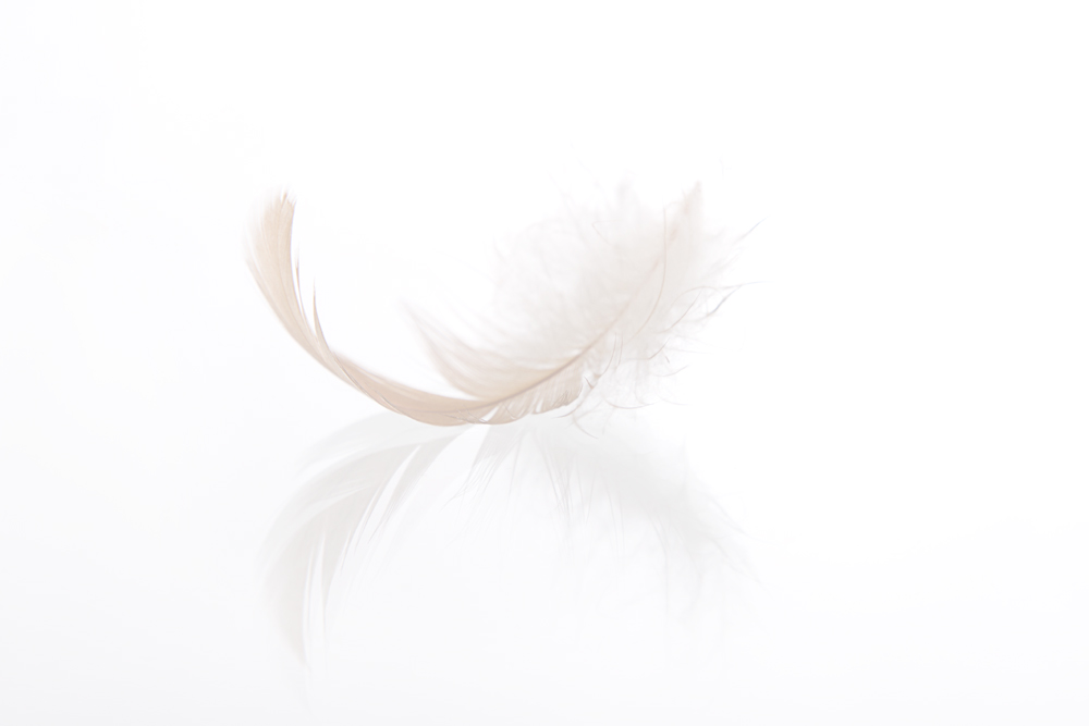 Feder_low Leichtigkeit – soulwork by sabine brengel